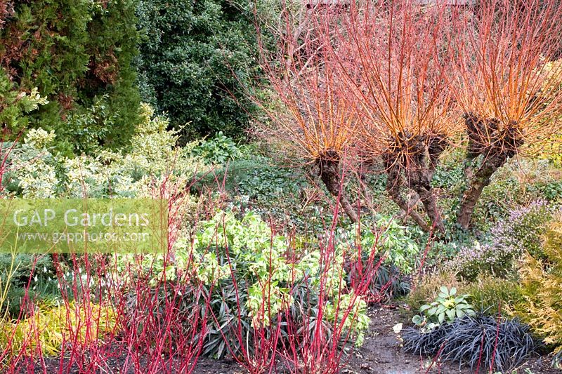 Bed in winter, Erica carnea, Cornus alba Sibirica, Cornus stolonifera Flaviramea, Salix alba Chermesina, Erica erigena Brightness, Carex montana, Helleborus foetidus 