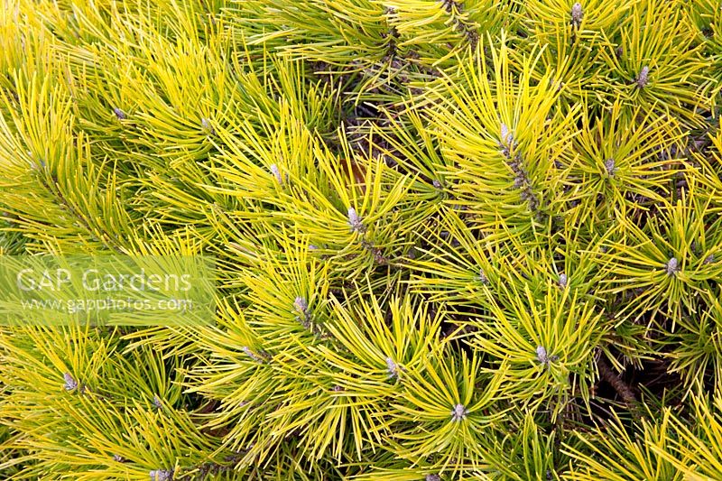 Yellow-leaved dwarf pine, Pinus mugo Carsten's Wintergold 