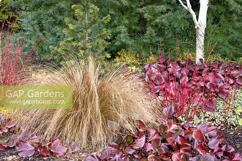 Grasses in winter, Chionochloa rubra, Bergenia Bressingham Ruby, Cornus alba Sibirica 