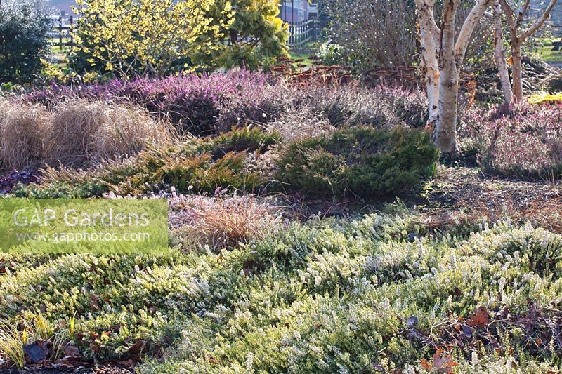 Heather garden in winter, Hamamelis, Betula apoiensis Mount Apoi, Erica carnea Springwood White, Erica x darleyensis Kramer's Rote 