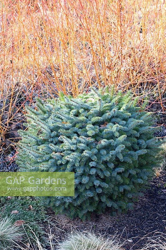 Garden in winter, Cornus sanguinea Midwinter Fire, Picea sitchensis Papoose 