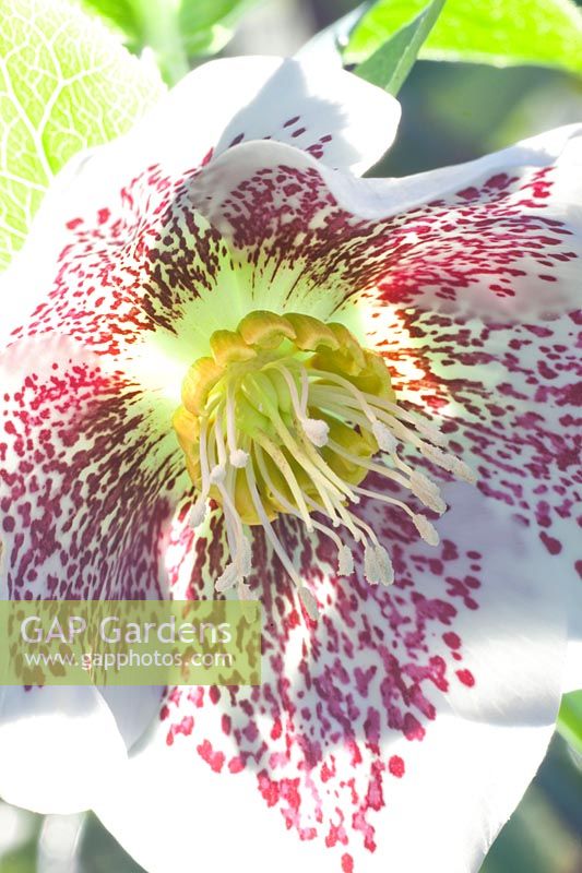 Flower of the Lenten rose, Helleborus orientalis Spring Promise Conny 