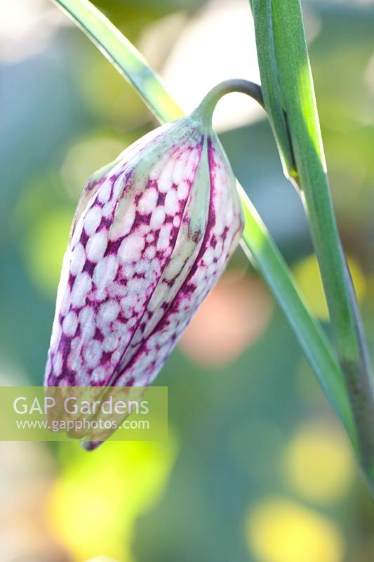 Closed flower of the checkered lily, Fritillaria meleagris 