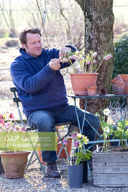 Garden owner, Wilko Karmelk pollinates Helleborus orientalis 
