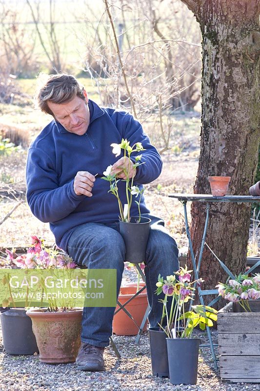 Garden owner, Wilko Karmelk pollinates Helleborus orientalis 
