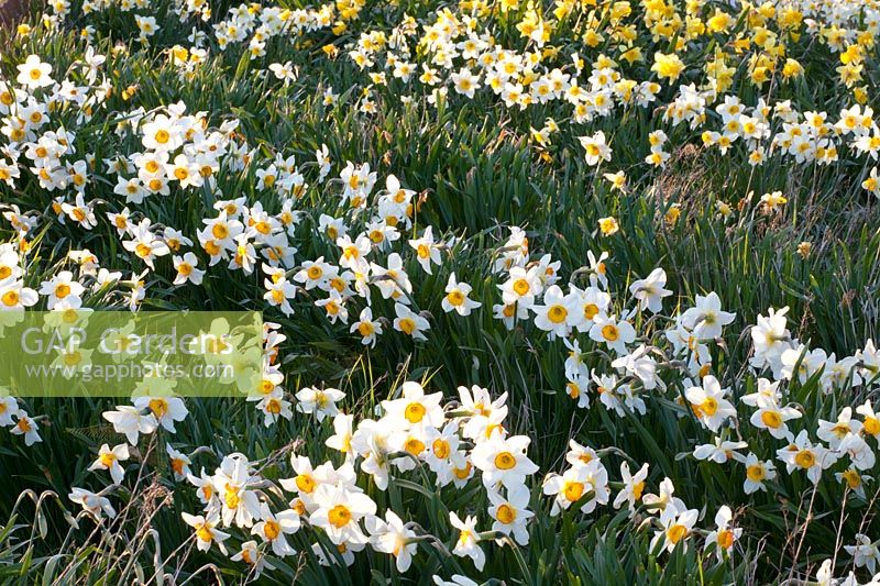Daffodils, Narcissus Flower Record 