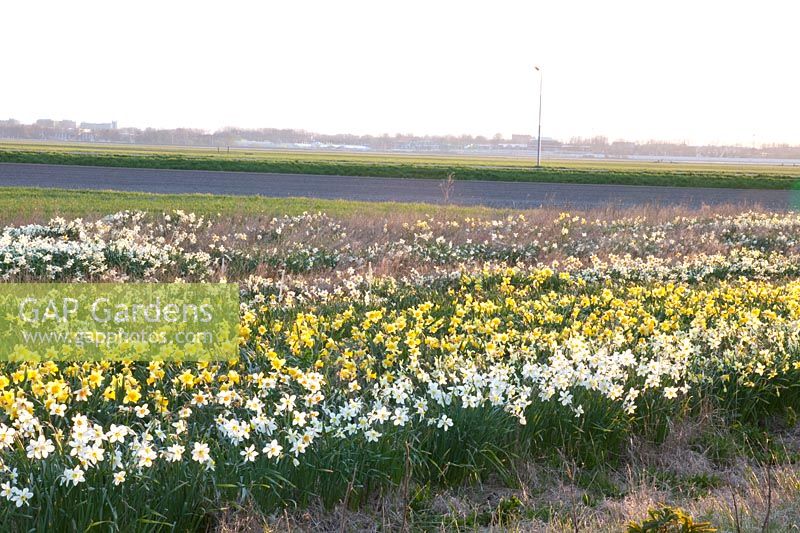 Daffodil field, Narcissus 