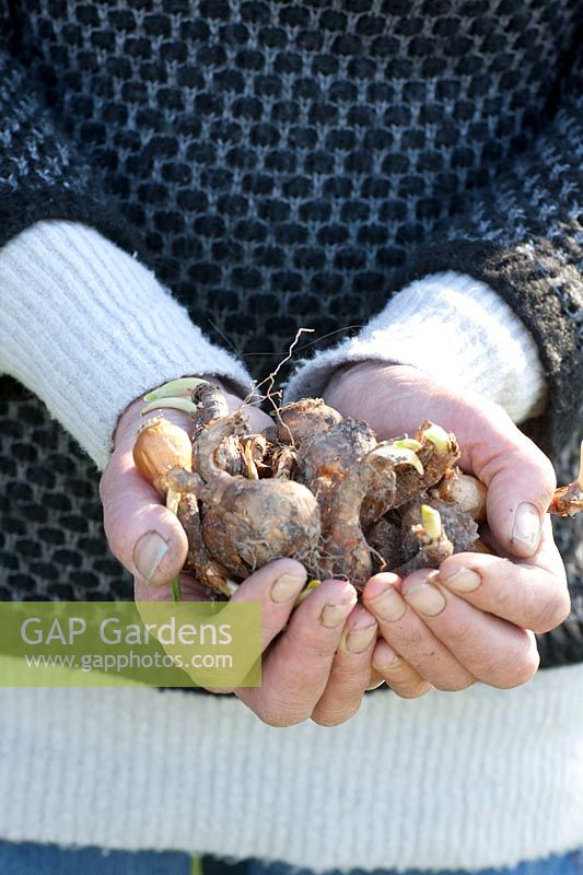 Owner, garden owner, Josephine Dekker holds flower bulbs in her hands 