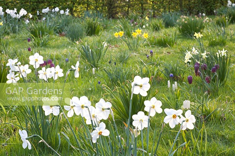 Meadow with poet's daffodils, Narcissus poeticus Recurvus, Fritillaria meleagris, Narcissus Lemon Drops 