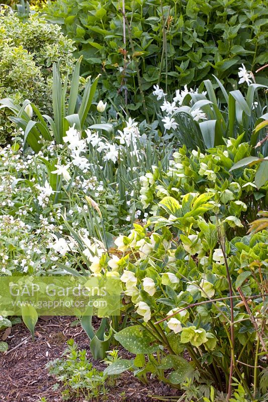 Perennials and daffodils, Narcissus triandrus Thalia, Pulmonaria Sissinghurst White, Helleborus orientalis 