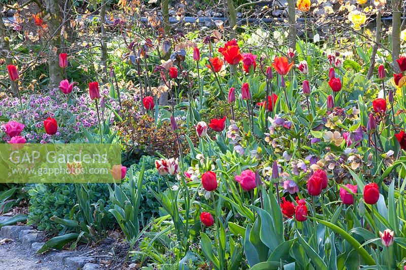 Red tulips in the perennial bed, Tulipa, Helleborus orientalis, Pulmonaria 