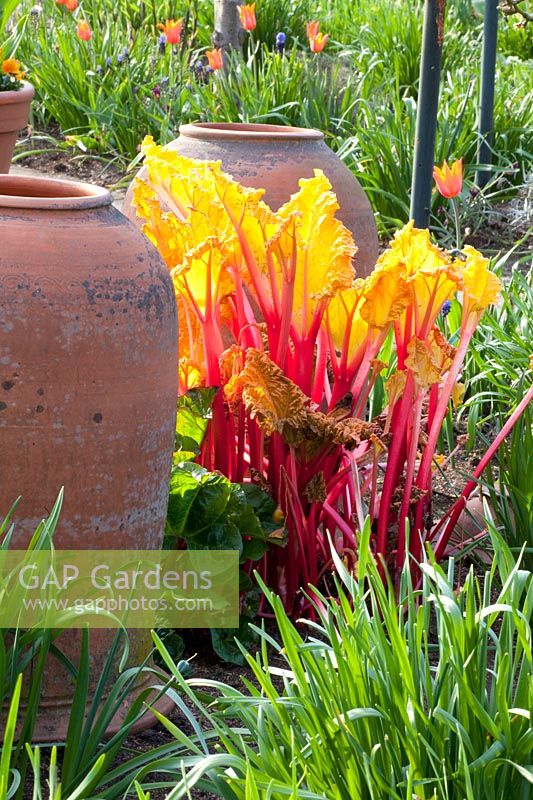 Rhubarb in spring, Rheum rhabarbarum 