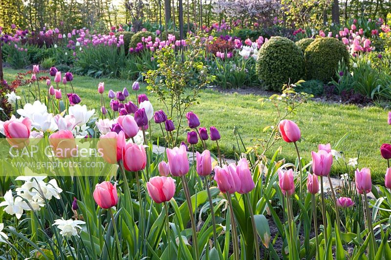 Bed with tulips, tulipa, boxwood 