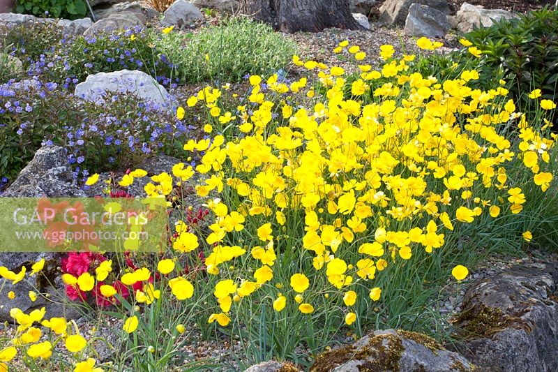 Rock garden, Ranunculus gramineus Pardal 