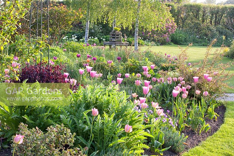 Bed with tulips and emerging perennials, Tulipa, Papaver orientale Charming 