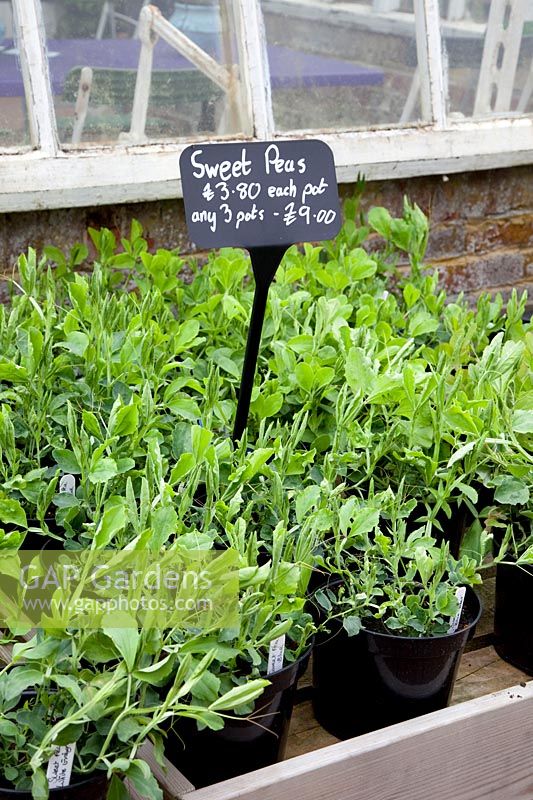 Sweet pea young plants, Lathyrus odoratus 