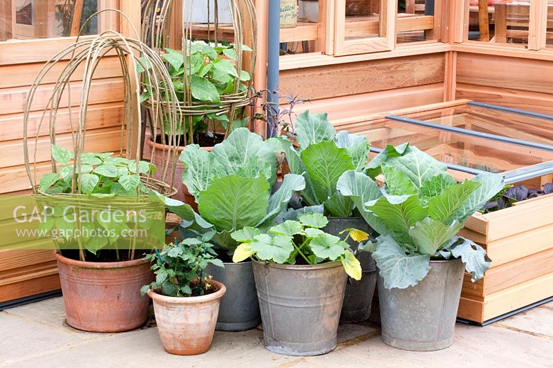 Beans and cabbage in pots, Phaseolus, Brassica oleracea 