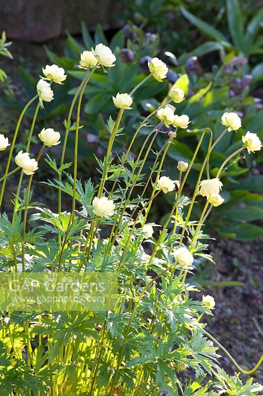 Globeflower, Trollius cultorum Alabaster 