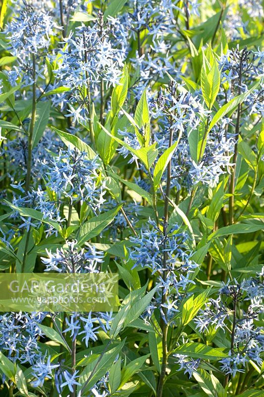 Amsonia sylvestris 