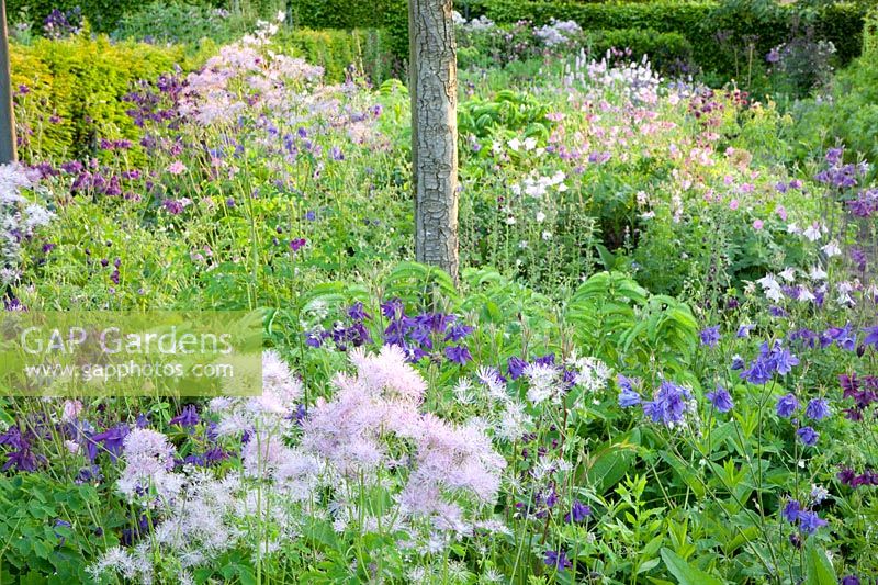 Columbines and meadow rue, Aquilegia vulgaris, Thalictrum aquilegifolium 