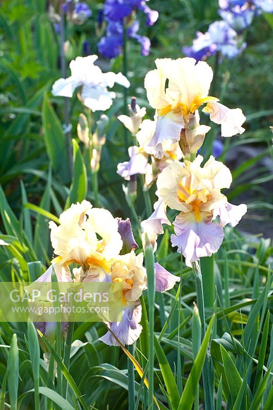 Irises in the bed, Iris barbata 