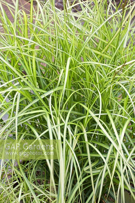 Palm frond sedge, Carex muskingumensis Silberstreif 