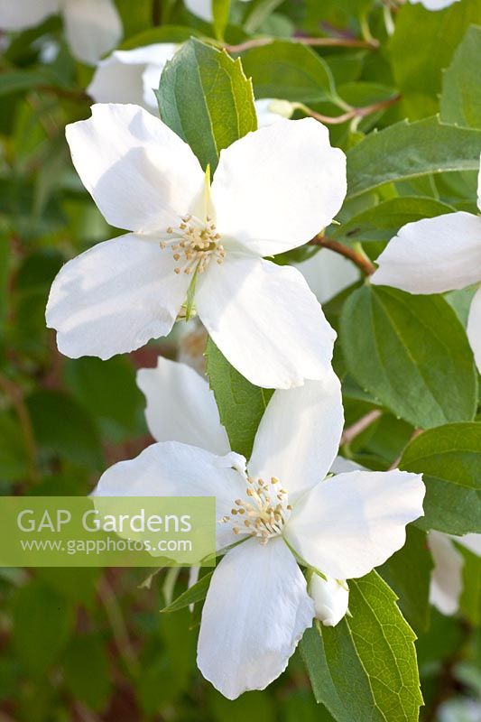 Portrait flower of Common Jasmine, Philadelphus x lemoinei Silberregen 