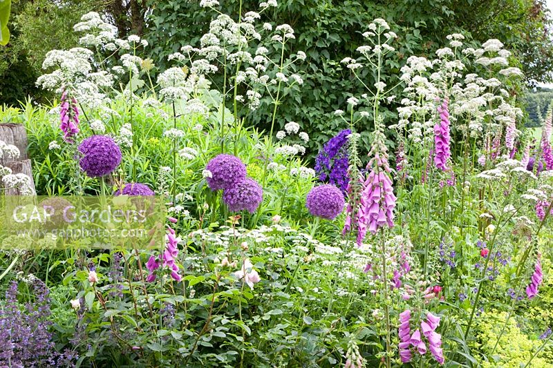 Flower meadow with ornamental onion, foxglove, valerian, feverfew, Allium ambassador, digitalis, Valeriana officinalis, Tanacetum parthenium 