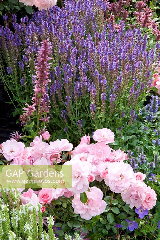 Rosa Bonica ,Salvia nemorosa Snow Hill,Salvia nemorosa Blue Hill, Geranium Rozanne 