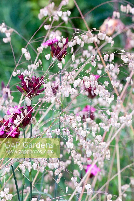 Quaking grass and carthusian pink, Briza media, Dianthus carthusianorum 