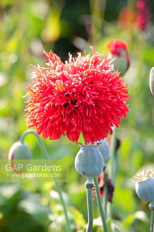 Opium poppy, Papaver somniferum laciniatum 