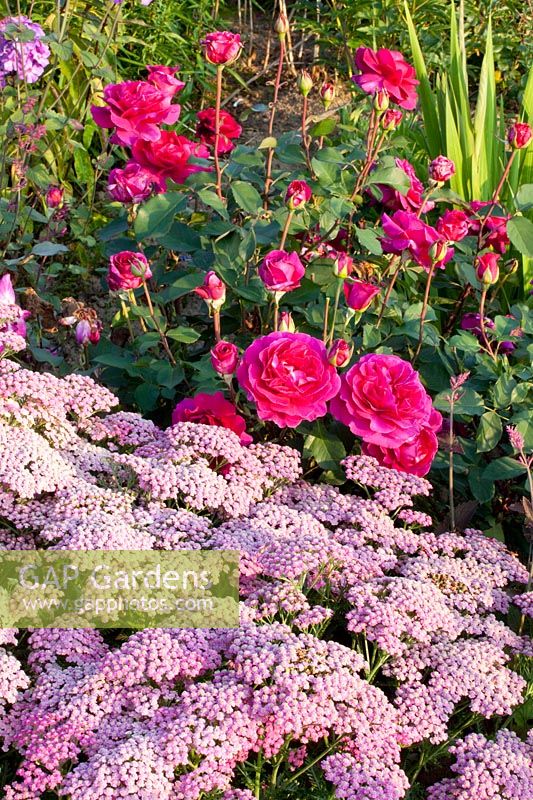 Combination Yarrow and Rose, Achillea millefolium Pink Grapefruit, Pink Blackberry Nip 