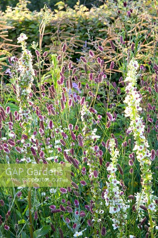 Meadow burnet and mullein, Verbascum chaixii Album, Sanguisorba officinalis Pink Tanna 