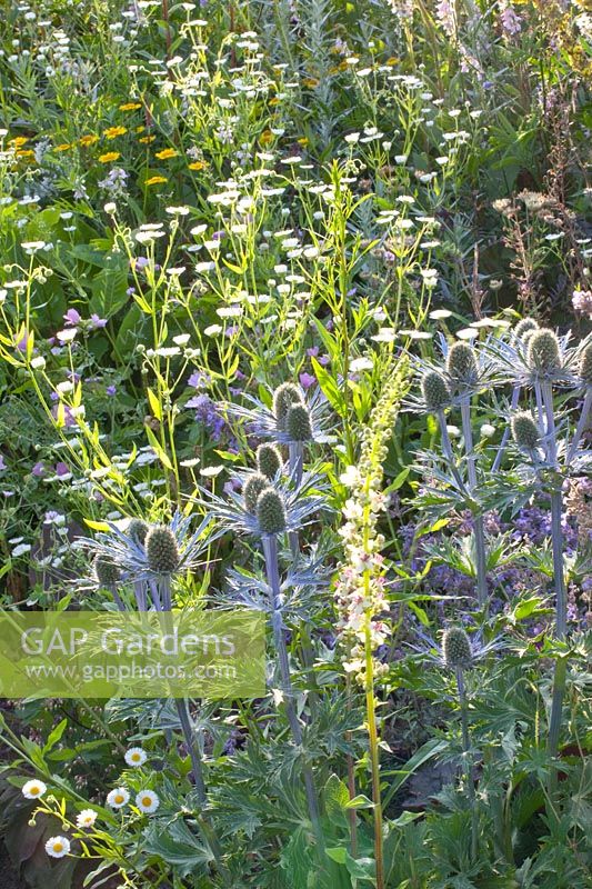 Noble thistle and fine-rayed aster, Erigeron, Eryngium 