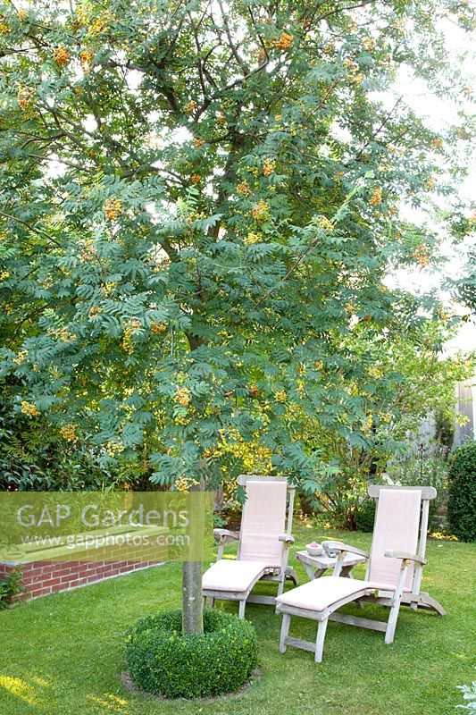 Seating under Rowan, Sorbus 