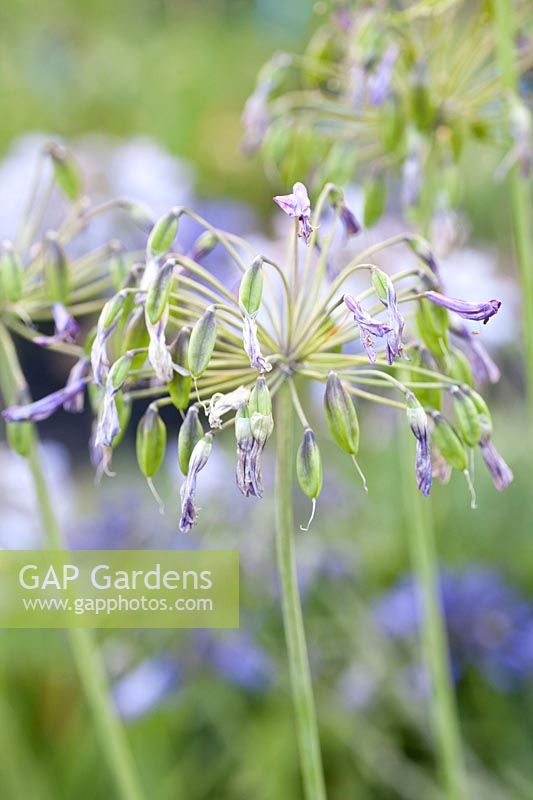 Faded ornamental lily with seed capsules, Agapanthus Duivenbrugge Blue 