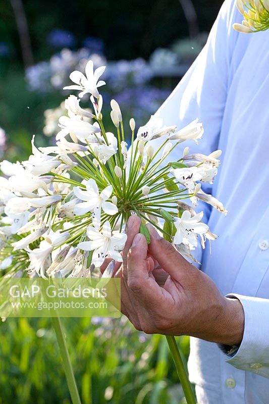 Flowers and seed capsules on an Agapanthus 