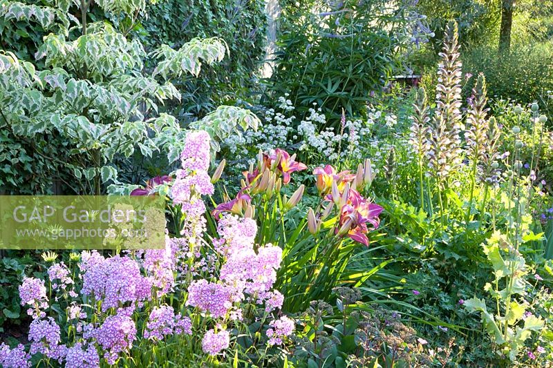 Bed with phlox, daylily, Phlox maculata Natascha, Hemerocallis Lavender Deal, Astrantia major Sunningdale Variegated, Acanthus mollis Rue Ledan, Sedum Matrona, Cornus florida Daybreak 