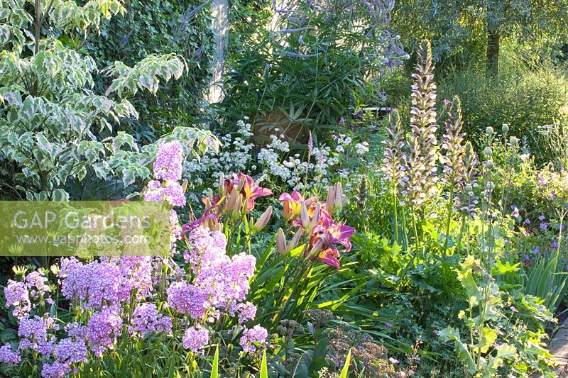 Bed with phlox, daylily, Phlox maculata Natascha, Hemerocallis Lavender Deal, Astrantia major Sunningdale Variegated, Acanthus mollis Rue Ledan, Sedum Matrona, Cornus florida Daybreak 