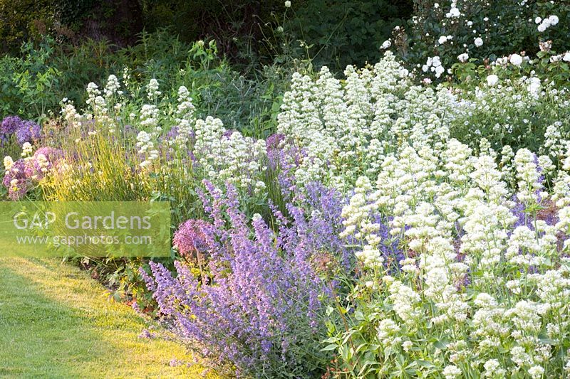 Bed with ornamental onion and larkspur, Centranthus ruber Albus, Allium christophii, Nepeta faassenii Six Hills Giant 