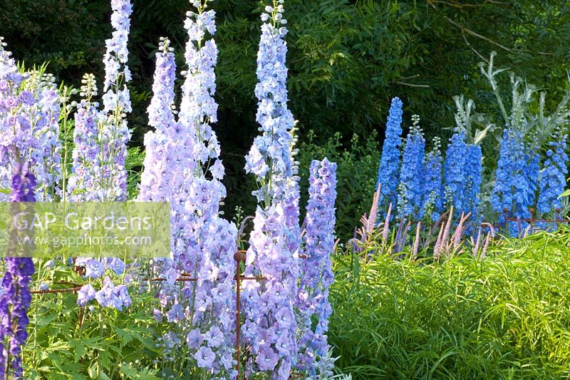 Delphinium, Delphinium Camelot, Delphinium Summer Skies 