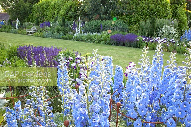 Bed with Delphinium Summer Skies, Salvia nemorosa Mainacht, Iris barbata Braithwaite 