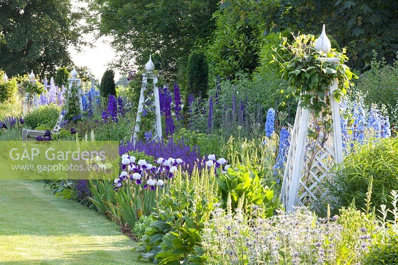 Bed with Delphinium Summer Skies, Delphinium Camelot, Delphinium King Arthur, Salvia nemorosa Mainacht, Iris barbata Braithwaite, Eryngium giganteum, Clematis 