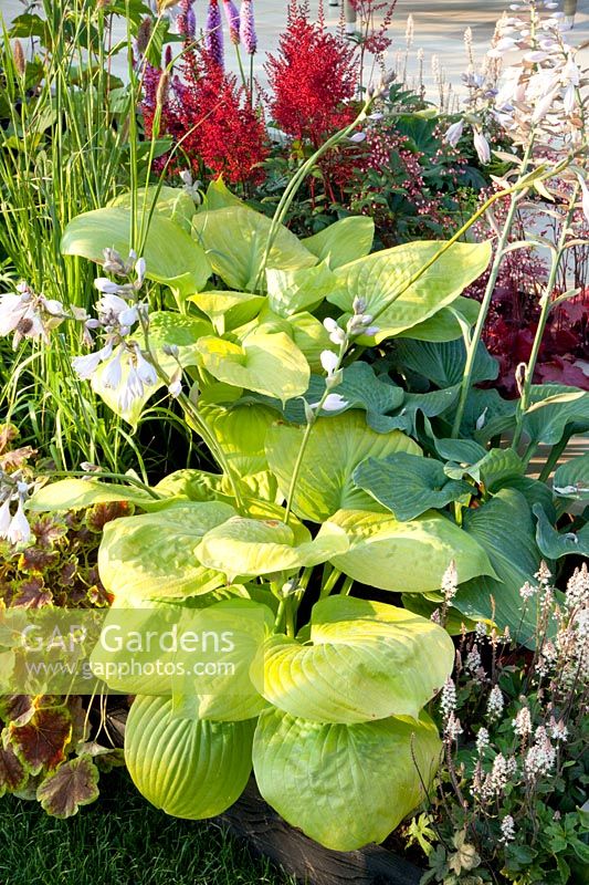 Funkia and Astilbe, Hosta, Astilbe, Tiarella 