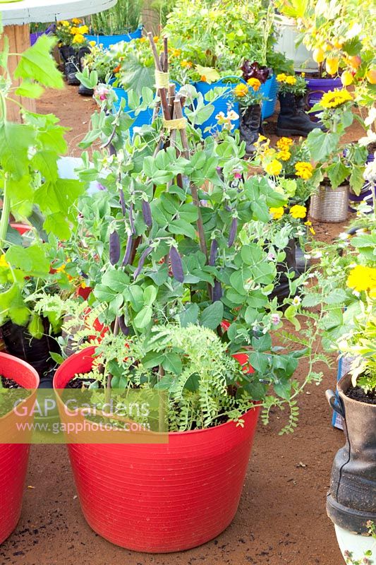 Sugar peas in container, Pisum sativum Shiraz 