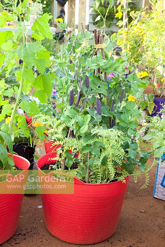 Sugar peas in container, Pisum sativum Shiraz 