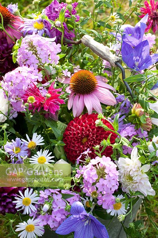 Bouquet with perennials and dahlias in zinc bucket, Echinacea purpurea, Phlox paniculata Hesperis, Kalimeris incisa Madiva, Dahlia, Platycodon grandiflorus, Monarda 