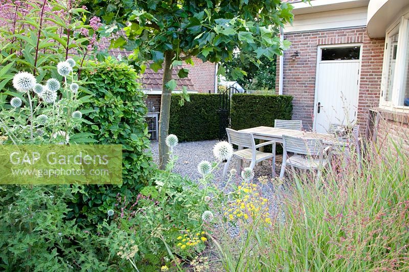 Seating under plane tree, Platanus hispanica, Echinops bannaticus Albus, Panicum virgatum, Taxus 