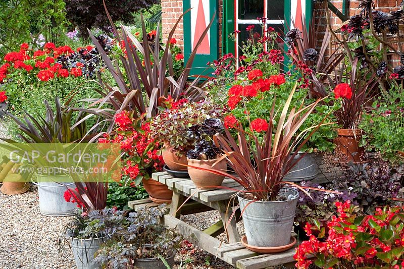 Potted plants, Phormium, Pelargonium, Aeonium, Begonia 