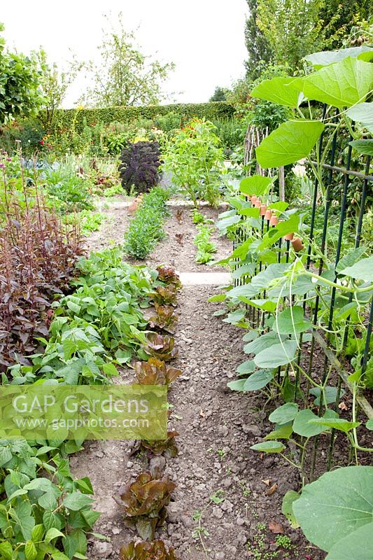 Vegetable garden with lettuce, bush beans and red orache, Lactuca sativa, Phaseolus, Atriplex hortensis Rubra 